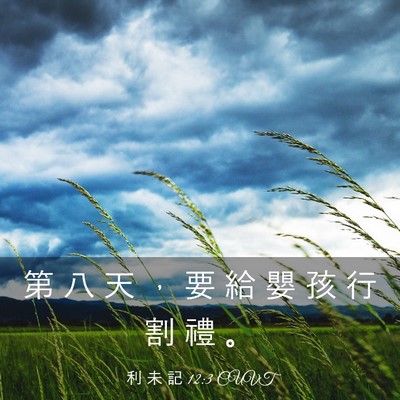 Picture 03 - 利 未 記 12:3 CUVT - 第 八 天 ， 要 給 嬰 孩 行 割 禮 - Bible Verse Picture