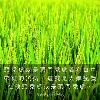 Picture 03 - 利 未 記 13:42 CUVT - 頭 禿 處 或 是 頂 門 禿 處 若 有 白 - Bible Verse Picture