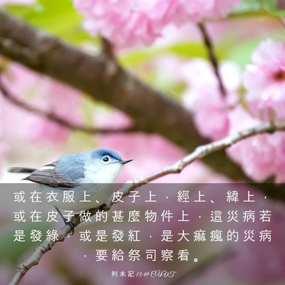 Picture 03 - 利 未 記 13:49 CUVT - 或 在 衣 服 上 、 皮 子 上 ， 經 上 - Bible Verse Picture