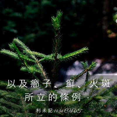 Picture 03 - 利 未 記 14:56 CUVT - 以 及 癤 子 、 癬 、 火 斑 所 立 的 - Bible Verse Picture