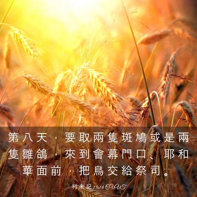 Picture 03 - 利 未 記 15:14 CUVT - 第 八 天 ， 要 取 兩 隻 斑 鳩 或 是 - Bible Verse Picture
