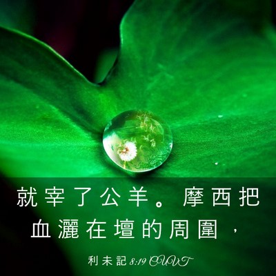 Picture 03 - 利 未 記 8:19 CUVT - 就 宰 了 公 羊 。 摩 西 把 血 灑 在 - Bible Verse Picture