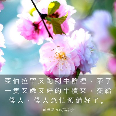 Picture 03 - 創 世 記 18:7 CUVT - 亞 伯 拉 罕 又 跑 到 牛 群 裡 ， 牽 - Bible Verse Picture