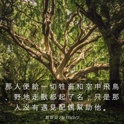 Picture 03 - 創 世 記 2:20 CUVT - 那 人 便 給 一 切 牲 畜 和 空 中 飛 - Bible Verse Picture