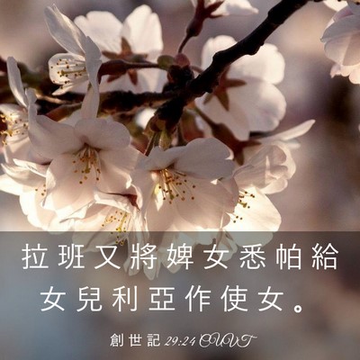 Picture 03 - 創 世 記 29:24 CUVT - 拉 班 又 將 婢 女 悉 帕 給 女 兒 利 - Bible Verse Picture