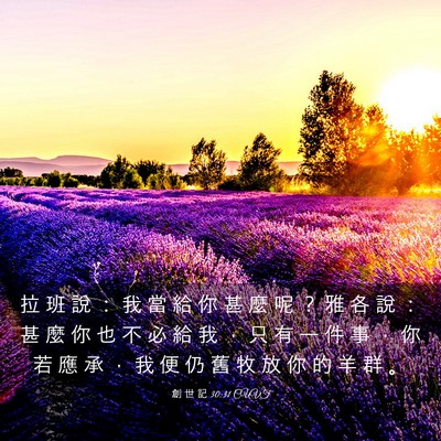 Picture 03 - 創 世 記 30:31 CUVT - 拉 班 說 ： 我 當 給 你 甚 麼 呢 ？ - Bible Verse Picture