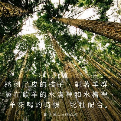 Picture 03 - 創 世 記 30:38 CUVT - 將 剝 了 皮 的 枝 子 ， 對 著 羊 群 - Bible Verse Picture