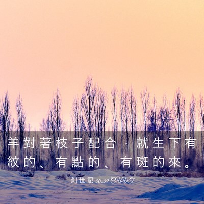 Picture 03 - 創 世 記 30:39 CUVT - 羊 對 著 枝 子 配 合 ， 就 生 下 有 - Bible Verse Picture