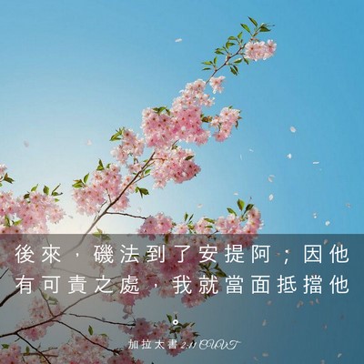 Picture 03 - 加 拉 太 書 2:11 CUVT - 後 來 ， 磯 法 到 了 安 提 阿 ； 因 - Bible Verse Picture