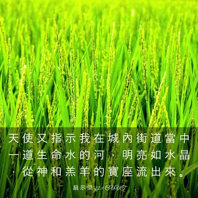 Picture 03 - 启 示 录 22:1 CUVT - 天 使 又 指 示 我 在 城 內 街 道 當 - Bible Verse Picture