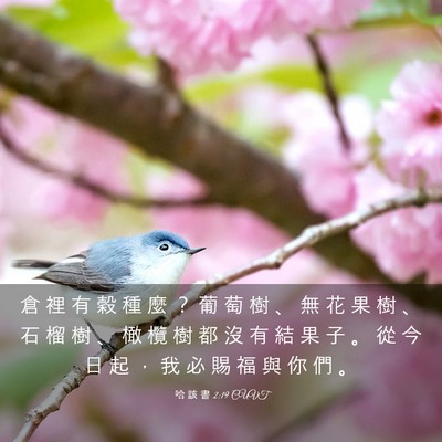 Picture 03 - 哈 該 書 2:19 CUVT - 倉 裡 有 穀 種 麼 ？ 葡 萄 樹 、 無 - Bible Verse Picture