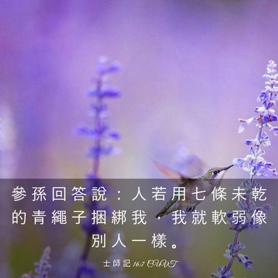 Picture 03 - 士 師 記 16:7 CUVT - 參 孫 回 答 說 ： 人 若 用 七 條 未 - Bible Verse Picture