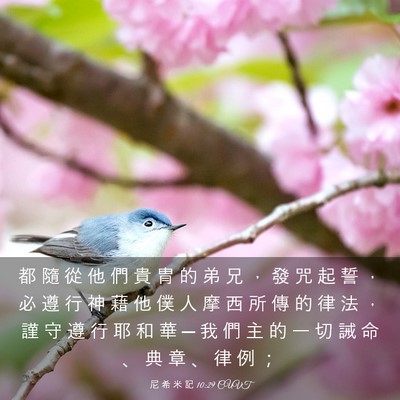 Picture 03 - 尼 希 米 記 10:29 CUVT - 都 隨 從 他 們 貴 冑 的 弟 兄 ， 發 - Bible Verse Picture