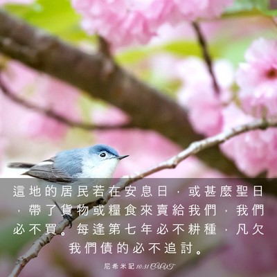 Picture 03 - 尼 希 米 記 10:31 CUVT - 這 地 的 居 民 若 在 安 息 日 ， 或 - Bible Verse Picture