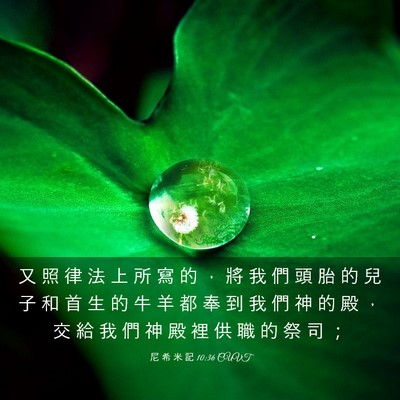 Picture 03 - 尼 希 米 記 10:36 CUVT - 又 照 律 法 上 所 寫 的 ， 將 我 們 - Bible Verse Picture