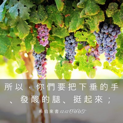 Picture 03 - 希 伯 來 書 12:12 CUVT - 所 以 ， 你 們 要 把 下 垂 的 手 、 - Bible Verse Picture