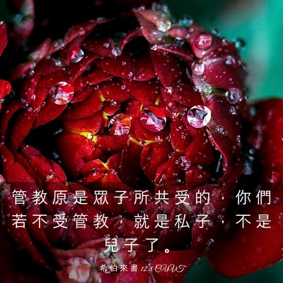 Picture 03 - 希 伯 來 書 12:8 CUVT - 管 教 原 是 眾 子 所 共 受 的 ， 你 - Bible Verse Picture