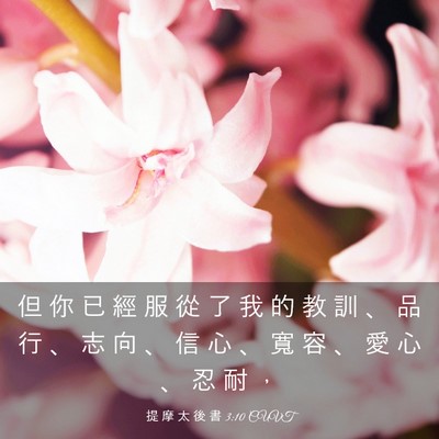 Picture 03 - 提 摩 太 後 書 3:10 CUVT - 但 你 已 經 服 從 了 我 的 教 訓 、 - Bible Verse Picture