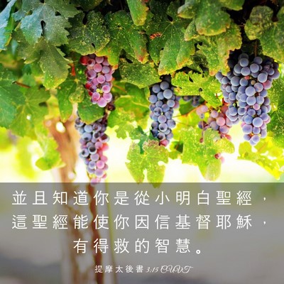 Picture 03 - 提 摩 太 後 書 3:15 CUVT - 並 且 知 道 你 是 從 小 明 白 聖 經 - Bible Verse Picture