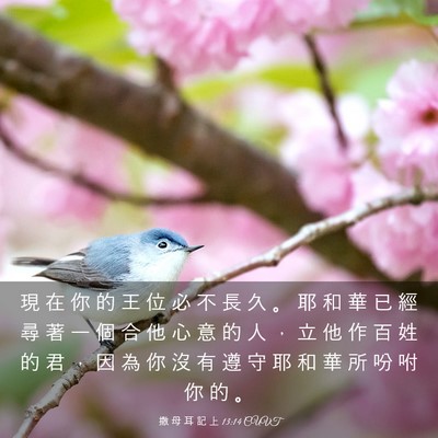 Picture 03 - 撒 母 耳 記 上 13:14 CUVT - 現 在 你 的 王 位 必 不 長 久 。 耶 - Bible Verse Picture