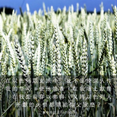 Picture 03 - 撒 母 耳 記 上 2:28 CUVT - 在 以 色 列 眾 支 派 中 ， 我 不 是 - Bible Verse Picture
