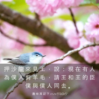 Picture 03 - 撒 母 耳 記 下 13:24 CUVT - 押 沙 龍 來 見 王 ， 說 ： 現 在 有 - Bible Verse Picture
