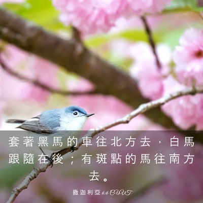 Picture 03 - 撒 迦 利 亞 6:6 CUVT - 套 著 黑 馬 的 車 往 北 方 去 ， 白 - Bible Verse Picture
