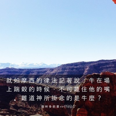 Picture 03 - 歌 林 多 前 書 9:9 CUVT - 就 如 摩 西 的 律 法 記 著 說 ： 牛 - Bible Verse Picture