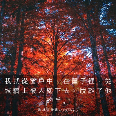 Picture 03 - 歌 林 多 後 書 11:33 CUVT - 我 就 從 窗 戶 中 ， 在 筐 子 裡 ， - Bible Verse Picture