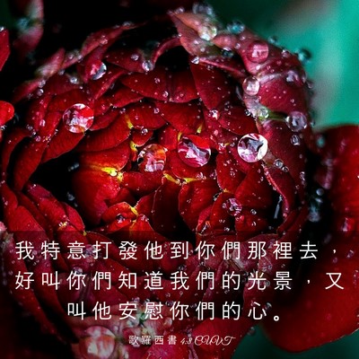 Picture 03 - 歌 羅 西 書 4:8 CUVT - 我 特 意 打 發 他 到 你 們 那 裡 去 - Bible Verse Picture