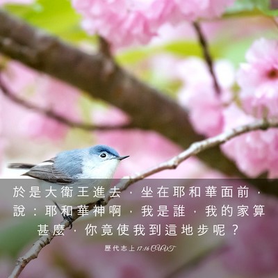 Picture 03 - 歷 代 志 上 17:16 CUVT - 於 是 大 衛 王 進 去 ， 坐 在 耶 和 - Bible Verse Picture