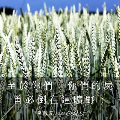 Picture 03 - 民 數 記 14:32 CUVT - 至 於 你 們 ， 你 們 的 屍 首 必 倒 - Bible Verse Picture