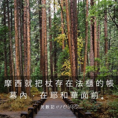 Picture 03 - 民 數 記 17:7 CUVT - 摩 西 就 把 杖 存 在 法 櫃 的 帳 幕 - Bible Verse Picture