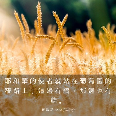 Picture 03 - 民 數 記 22:24 CUVT - 耶 和 華 的 使 者 就 站 在 葡 萄 園 - Bible Verse Picture