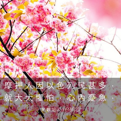Picture 03 - 民 數 記 22:3 CUVT - 摩 押 人 因 以 色 列 民 甚 多 ， 就 - Bible Verse Picture