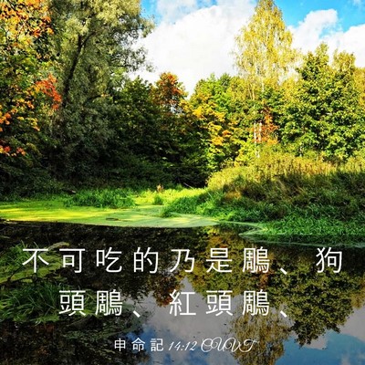 Picture 03 - 申 命 記 14:12 CUVT - 不 可 吃 的 乃 是 鵰 、 狗 頭 鵰 、 - Bible Verse Picture