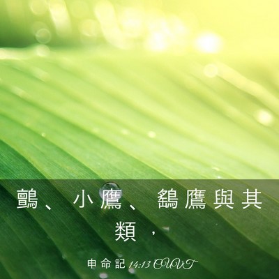 Picture 03 - 申 命 記 14:13 CUVT - 鸇 、 小 鷹 、 鷂 鷹 與 其 類 - Bible Verse Picture