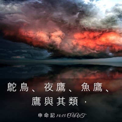 Picture 03 - 申 命 記 14:15 CUVT - 鴕 鳥 、 夜 鷹 、 魚 鷹 、 鷹 與 其 - Bible Verse Picture
