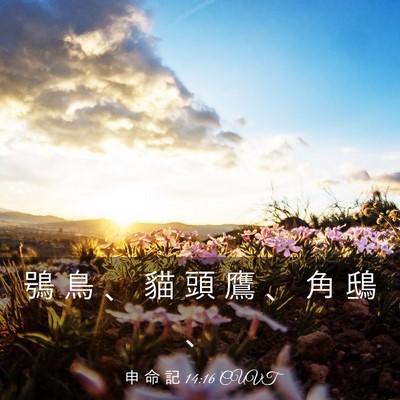 Picture 03 - 申 命 記 14:16 CUVT - 鴞 鳥 、 貓 頭 鷹 、 角 鴟 - Bible Verse Picture