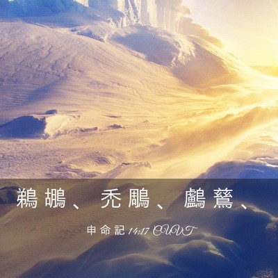 Picture 03 - 申 命 記 14:17 CUVT - 鵜 鶘 、 禿 鵰 、 鸕 鶿 - Bible Verse Picture
