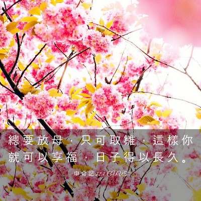 Picture 03 - 申 命 記 22:7 CUVT - 總 要 放 母 ， 只 可 取 雛 ， 這 樣 - Bible Verse Picture