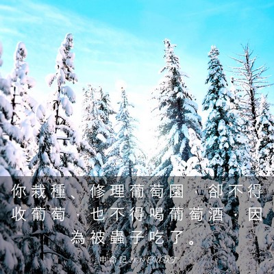 Picture 03 - 申 命 記 28:39 CUVT - 你 栽 種 、 修 理 葡 萄 園 ， 卻 不 - Bible Verse Picture