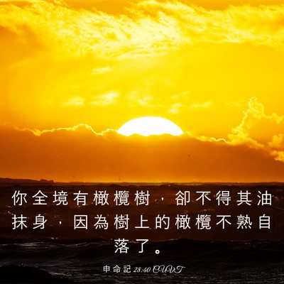 Picture 03 - 申 命 記 28:40 CUVT - 你 全 境 有 橄 欖 樹 ， 卻 不 得 其 - Bible Verse Picture