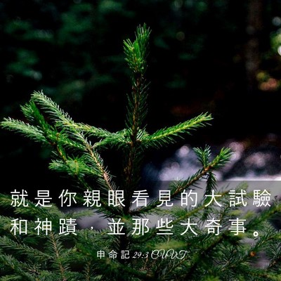 Picture 03 - 申 命 記 29:3 CUVT - 就 是 你 親 眼 看 見 的 大 試 驗 和 - Bible Verse Picture