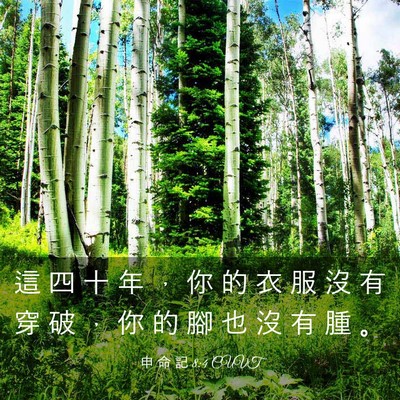 Picture 03 - 申 命 記 8:4 CUVT - 這 四 十 年 ， 你 的 衣 服 沒 有 穿 - Bible Verse Picture