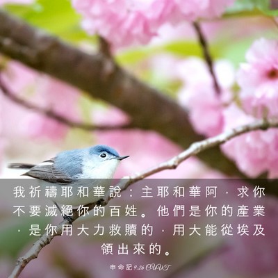 Picture 03 - 申 命 記 9:26 CUVT - 我 祈 禱 耶 和 華 說 ： 主 耶 和 華 - Bible Verse Picture