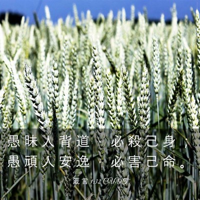Picture 03 - 箴 言 1:32 CUVT - 愚 昧 人 背 道 ， 必 殺 己 身 ； 愚 - Bible Verse Picture