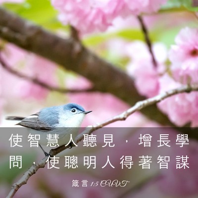 Picture 03 - 箴 言 1:5 CUVT - 使 智 慧 人 聽 見 ， 增 長 學 問 ， - Bible Verse Picture