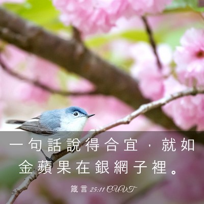 Picture 03 - 箴 言 25:11 CUVT - 一 句 話 說 得 合 宜 ， 就 如 金 蘋 - Bible Verse Picture