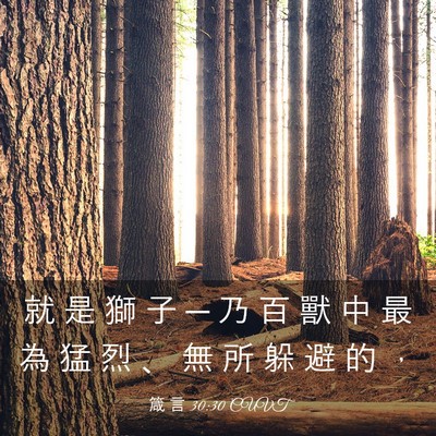 Picture 03 - 箴 言 30:30 CUVT - 就 是 獅 子 ─ 乃 百 獸 中 最 為 猛 - Bible Verse Picture